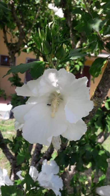 פונטרמולי Casa Vacanze La Cicala מראה חיצוני תמונה